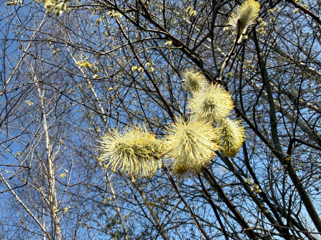 Kwitnące gałęzie drzewa z żółtymi, puszystymi kwiatami na tle błękitnego nieba.